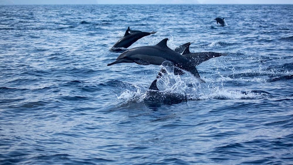 Aktivitas Seru Melihat Mamalia Laut Paus dan Lumba-Lumba di Taman Nasional Bunaken